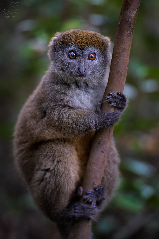 lemur šedý - Hapalemur griseus