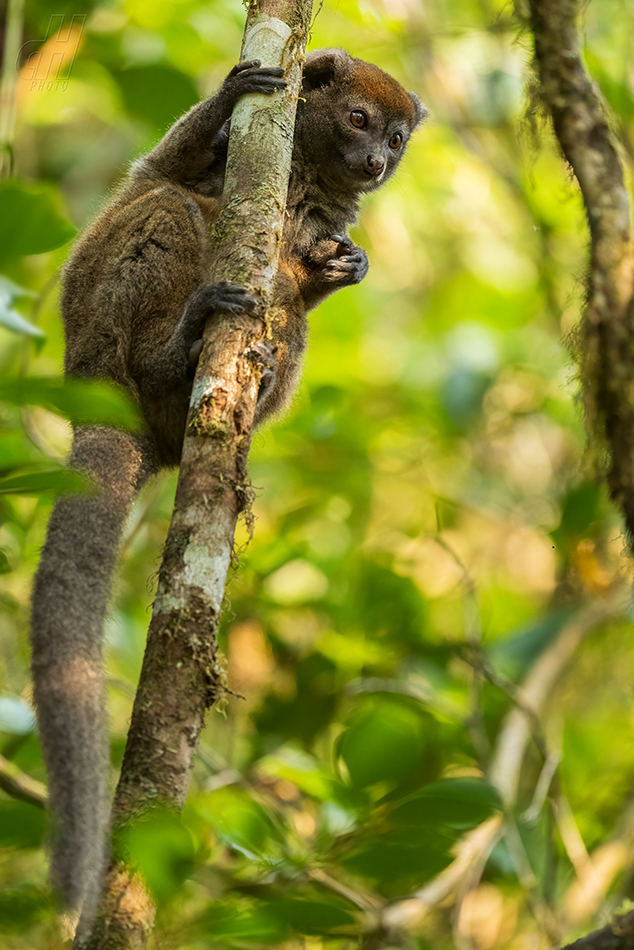 lemur šedý - Hapalemur griseus