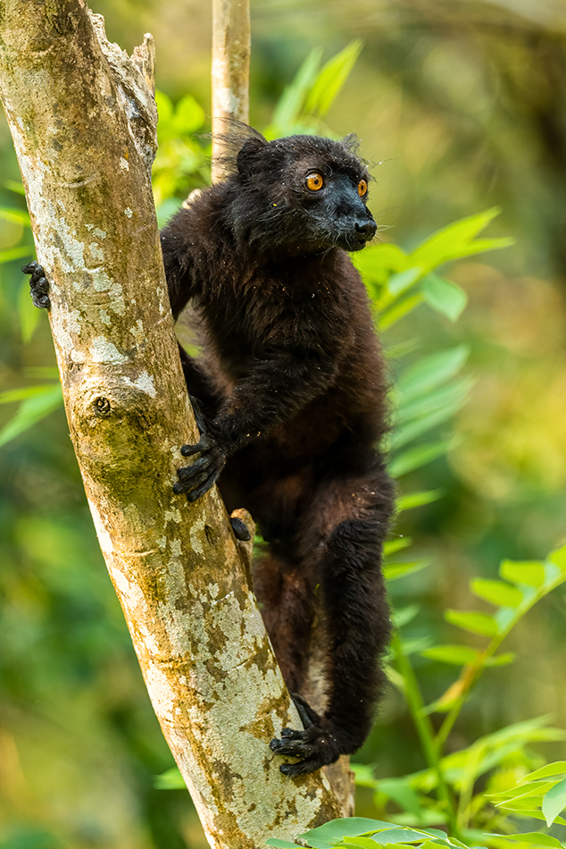 lemur tmavý - Eulemur macaco