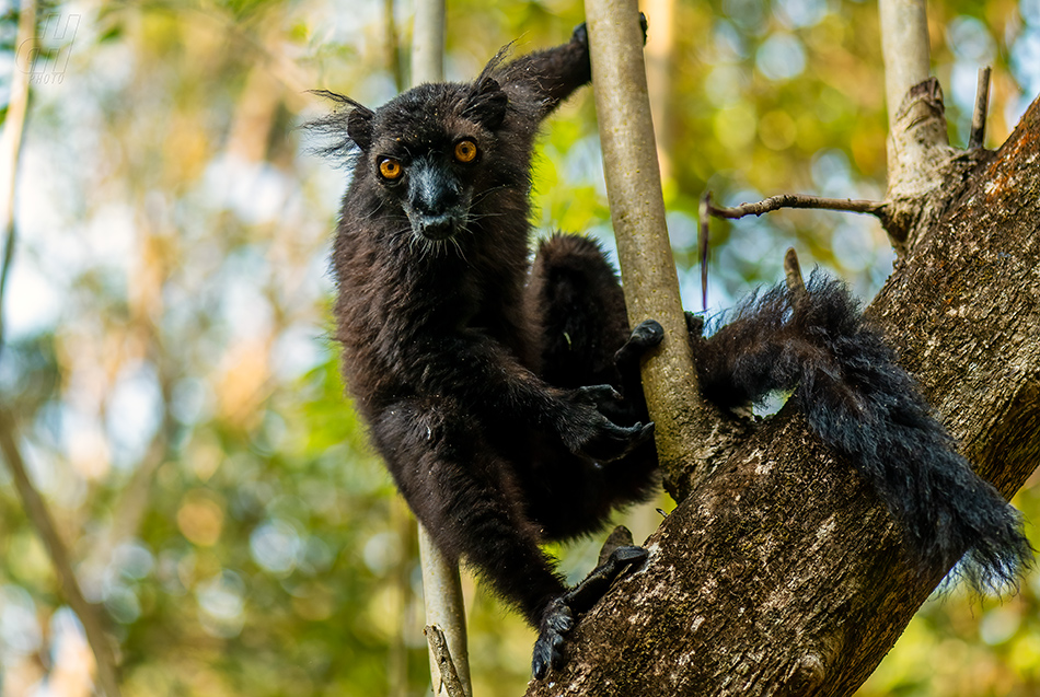 lemur tmavý - Eulemur macaco