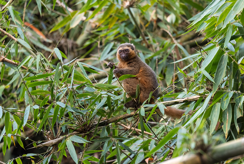 lemur zlatý - Hapalemur aureus