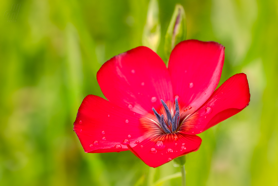 len velkokvětý - Linum grandiflorum