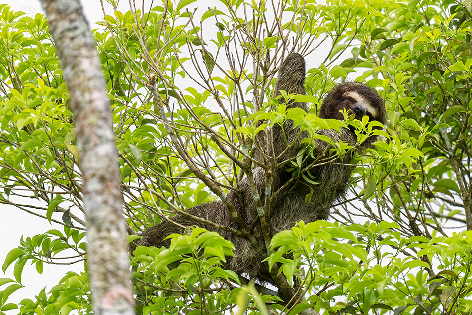 lenochod hnědokrký - Bradypus variegatus