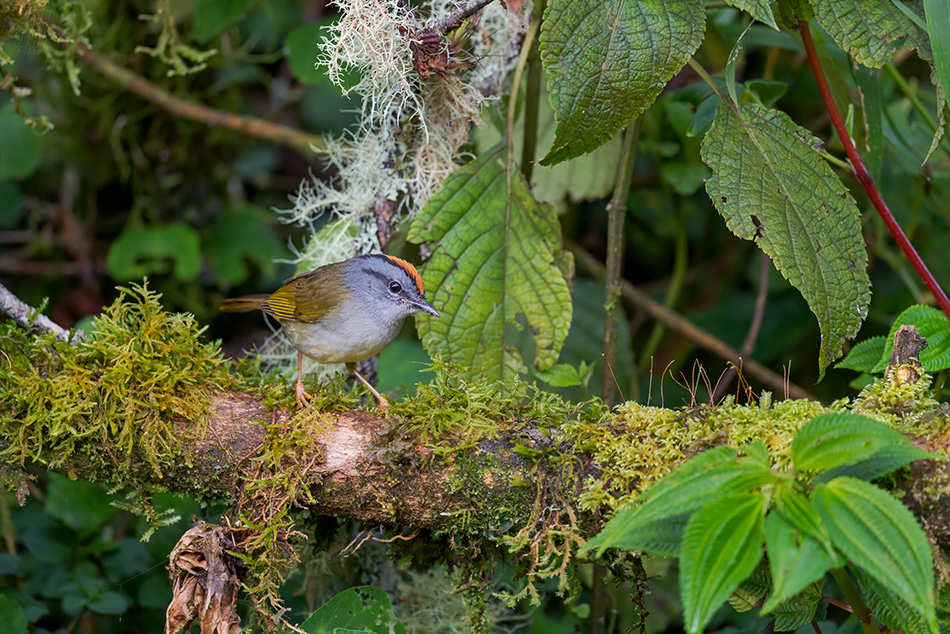 lesňáček korunkatý - Myiothlypis coronata