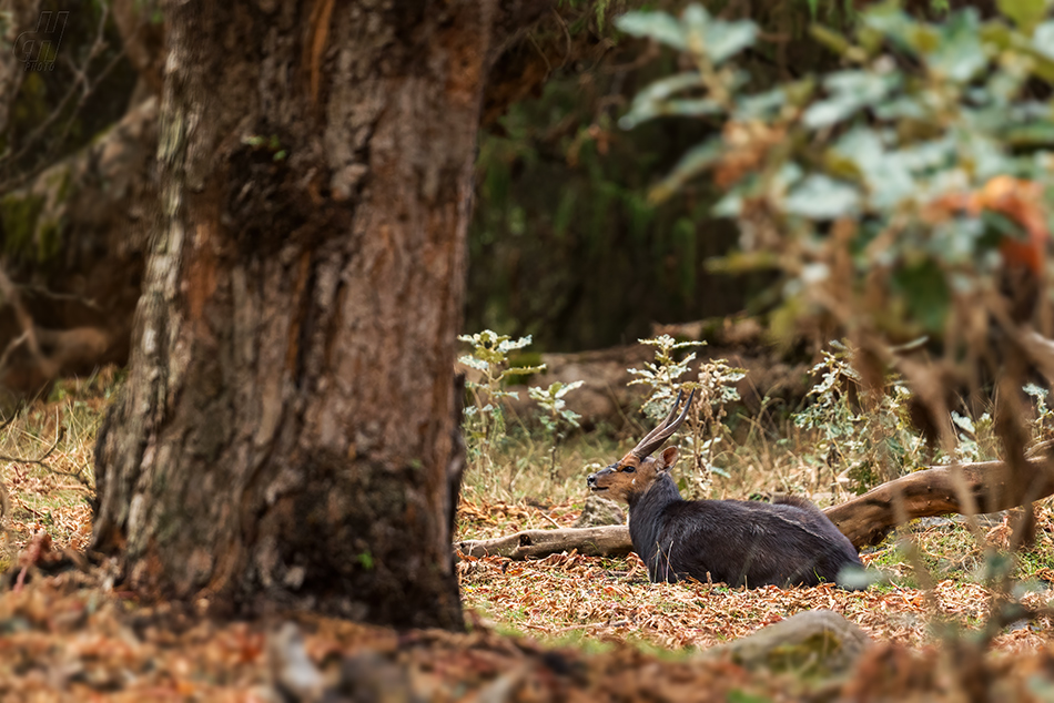 lesoň - Tragelaphus scriptus meneliki