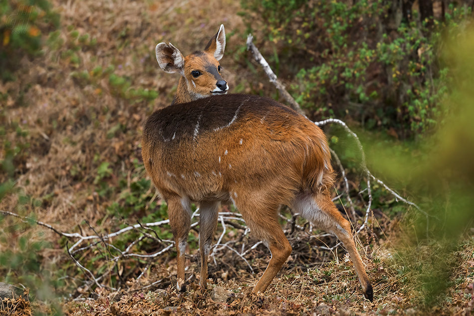 lesoň - Tragelaphus scriptus meneliki