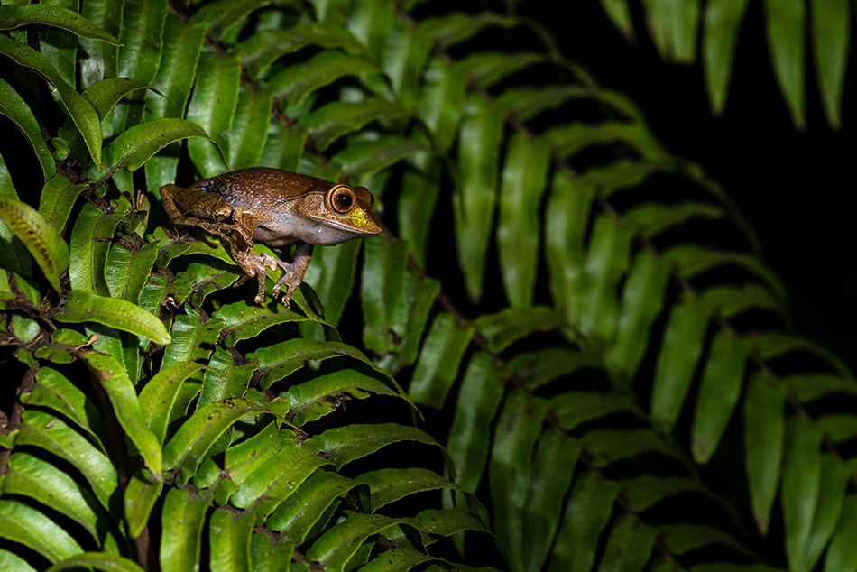 létavka madagaskarská - Boophis madagascariensis