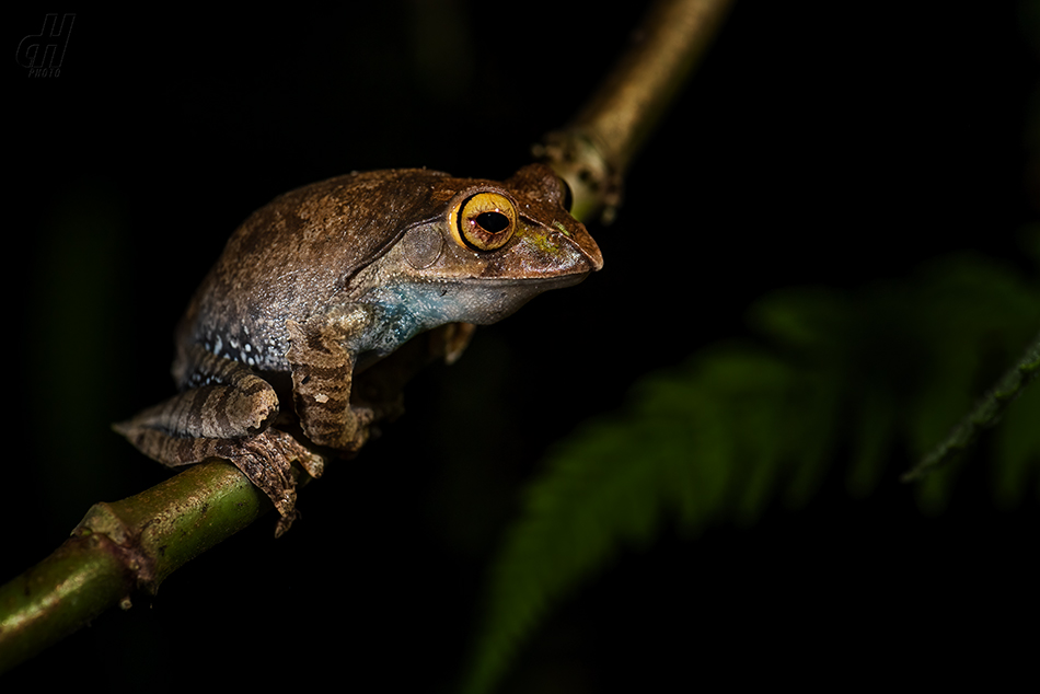 létavka madagaskarská - Boophis madagascariensis