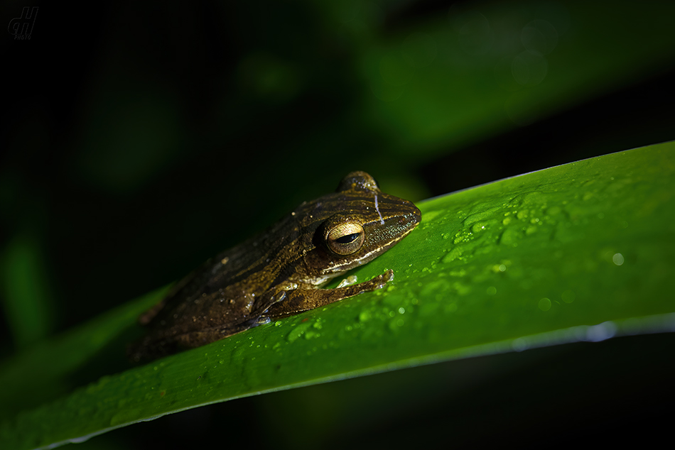 létavka obecná - Polypedates leucomystax