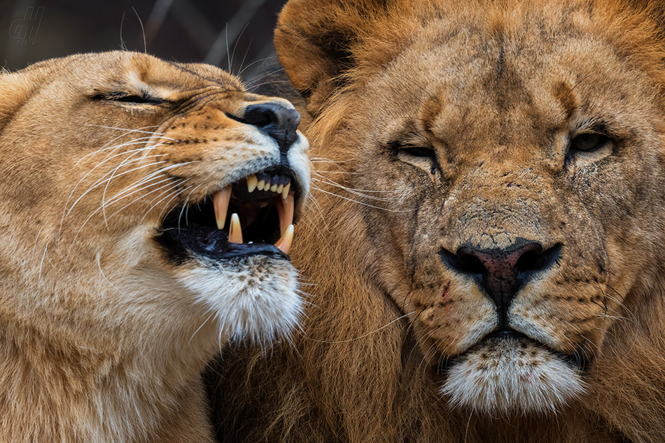 lev konžský - Panthera leo bleyenberghi