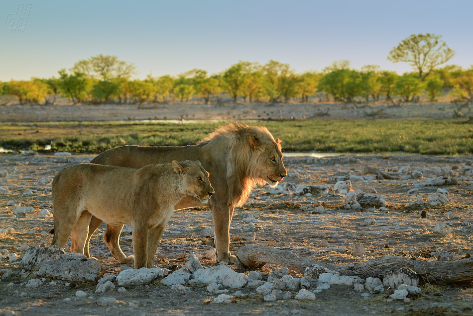 lev - Panthera leo