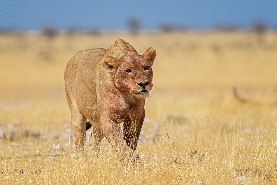 lev - Panthera leo