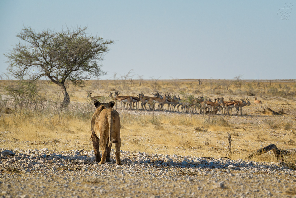 lev - Panthera leo