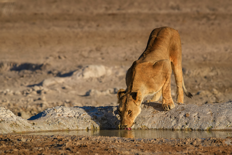 lev - Panthera leo