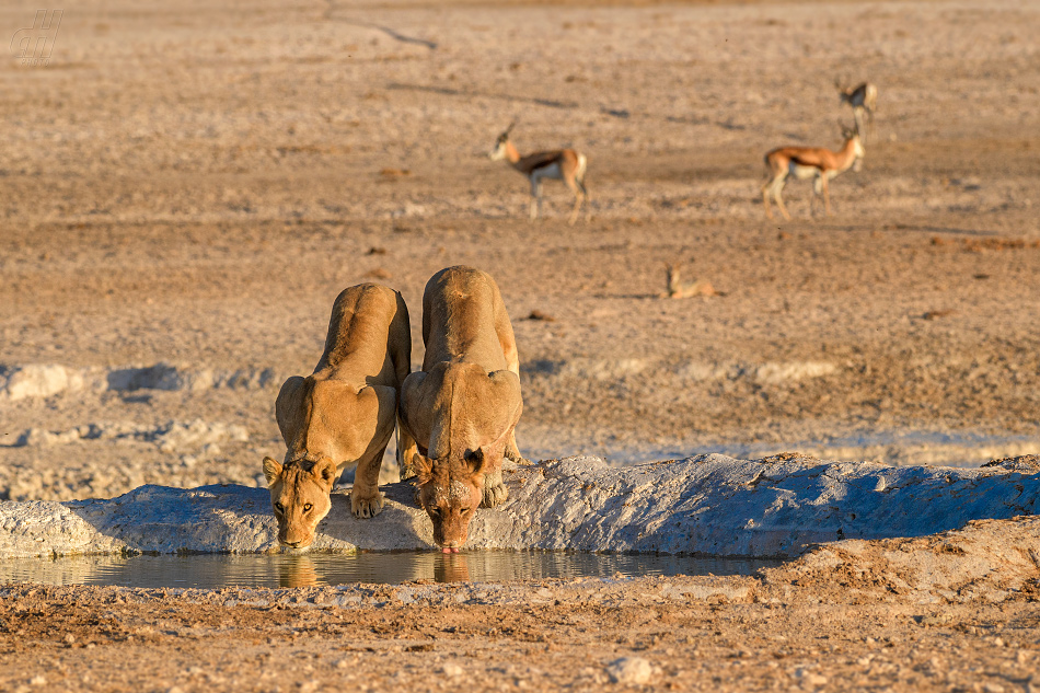 lev - Panthera leo