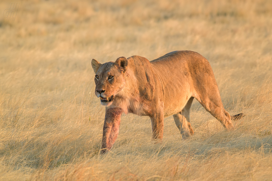 lev - Panthera leo