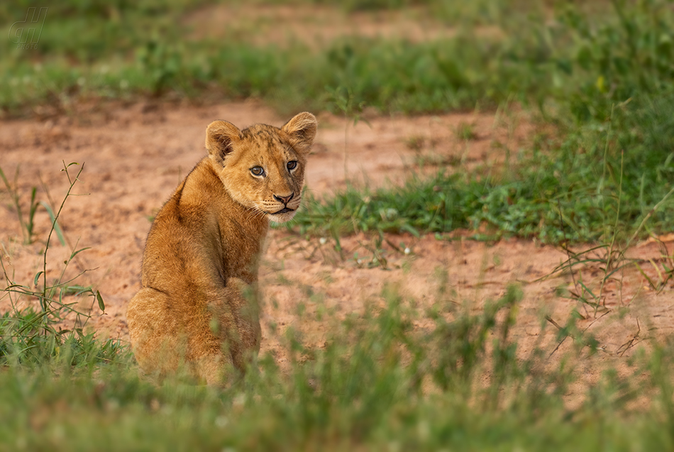 lev - Panthera leo