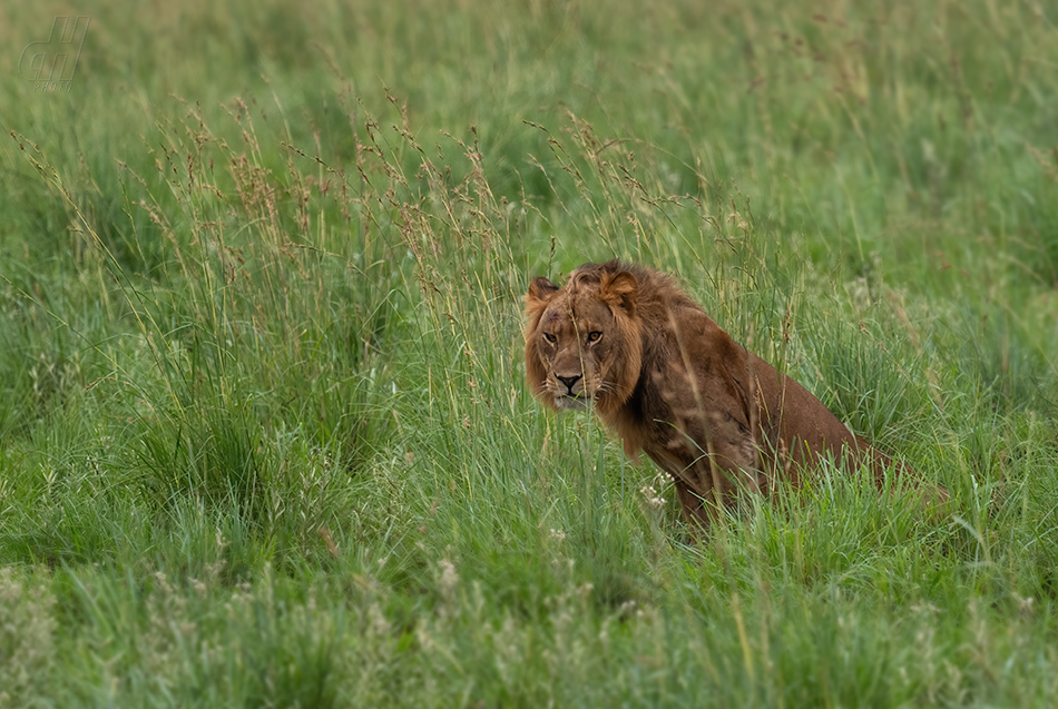 lev - Panthera leo