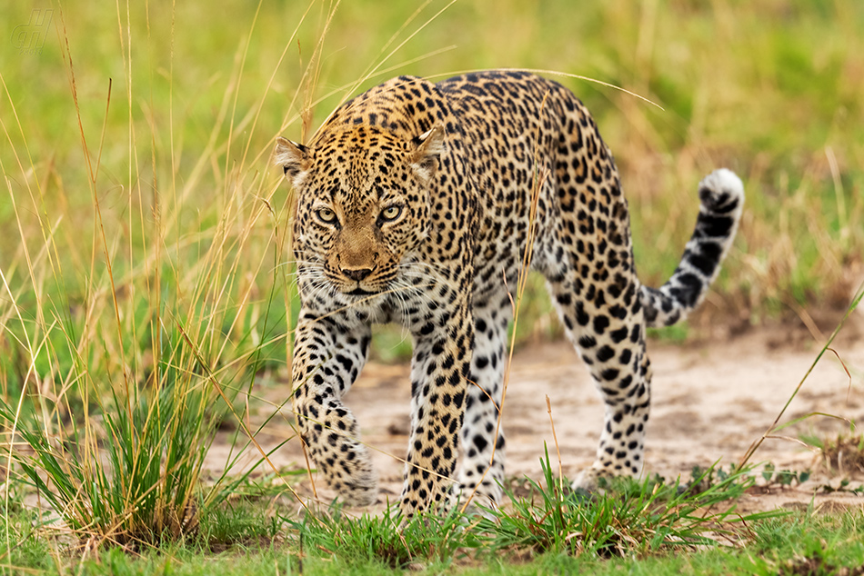 levhart africký - Panthera pardus pardus