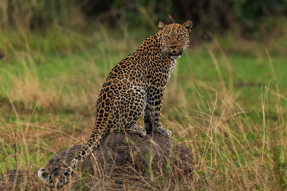 levhart africký - Panthera pardus pardus