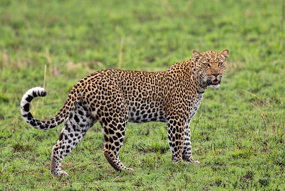 levhart africký - Panthera pardus pardus