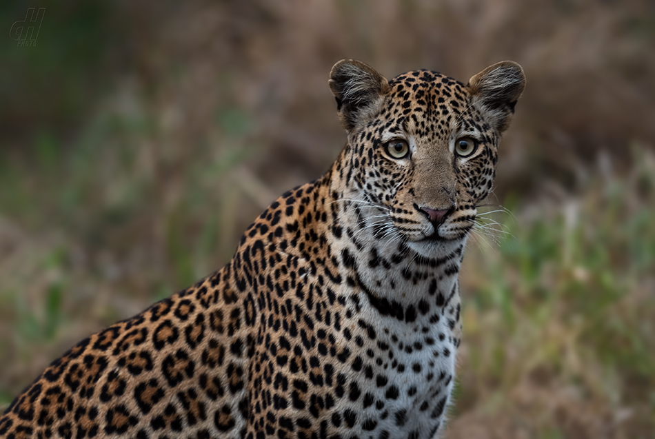 levhart africký - Panthera pardus pardus