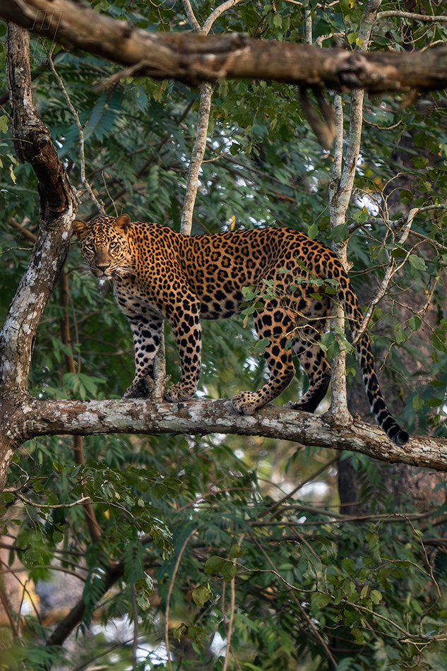 levhart indický - Panthera pardus fusca