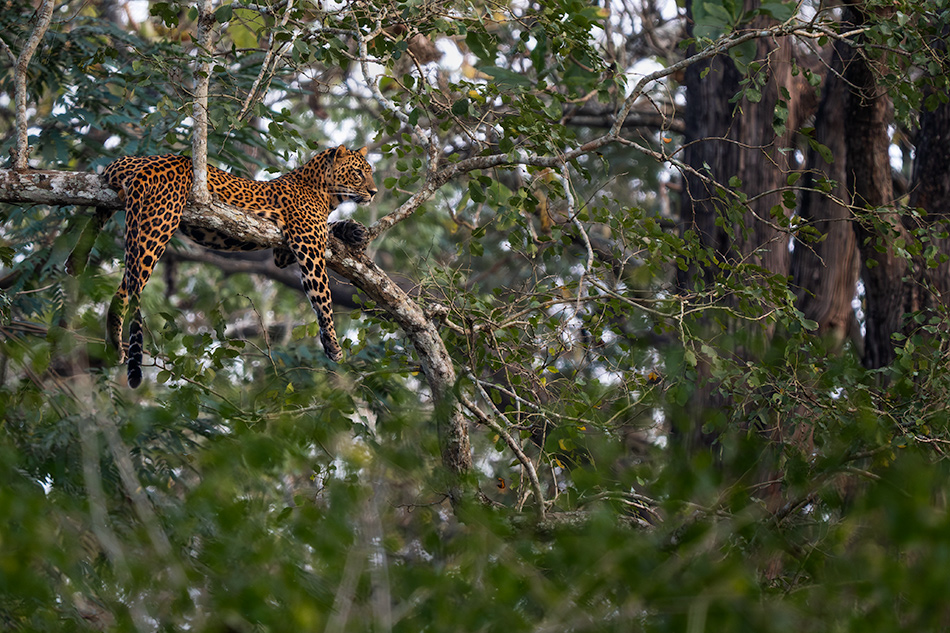 levhart indický - Panthera pardus fusca