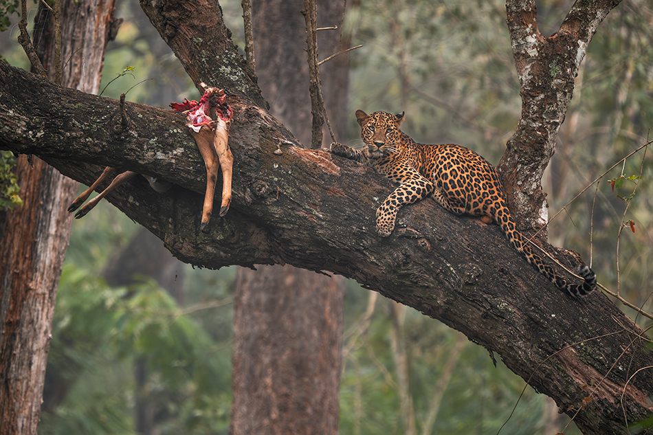 levhart indický - Panthera pardus fusca