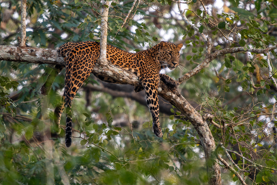 levhart indický - Panthera pardus fusca