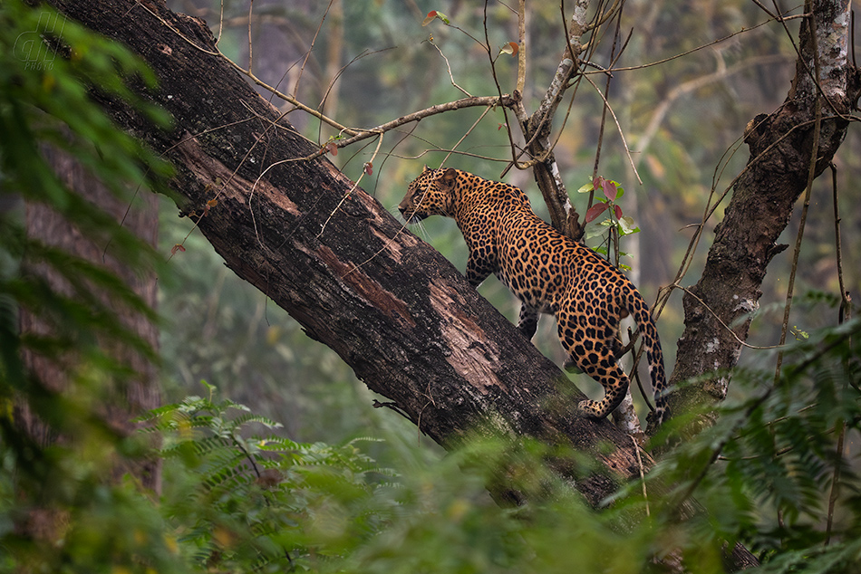 levhart indický - Panthera pardus fusca