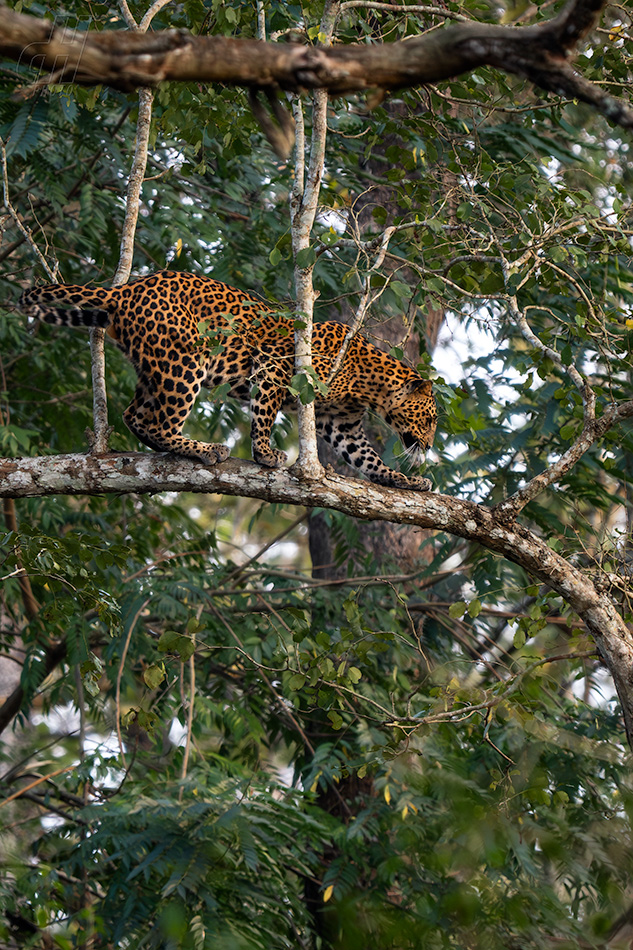 levhart indický - Panthera pardus fusca