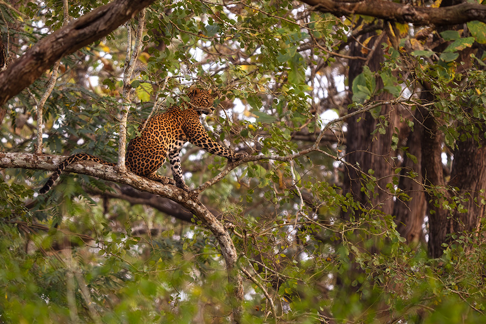 levhart indický - Panthera pardus fusca