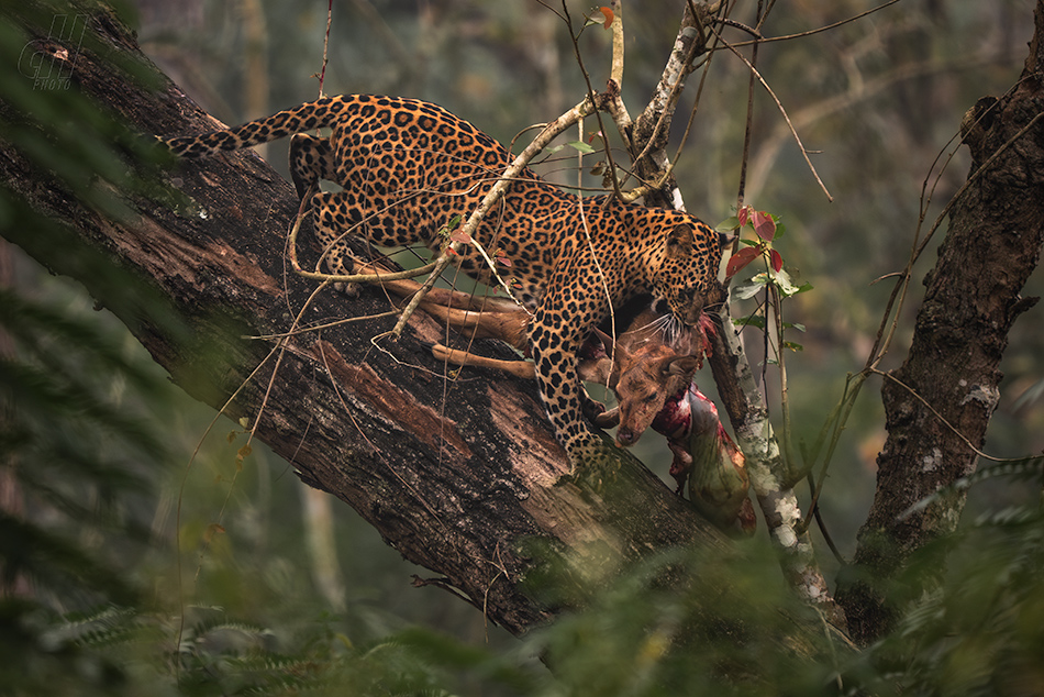 levhart indický - Panthera pardus fusca