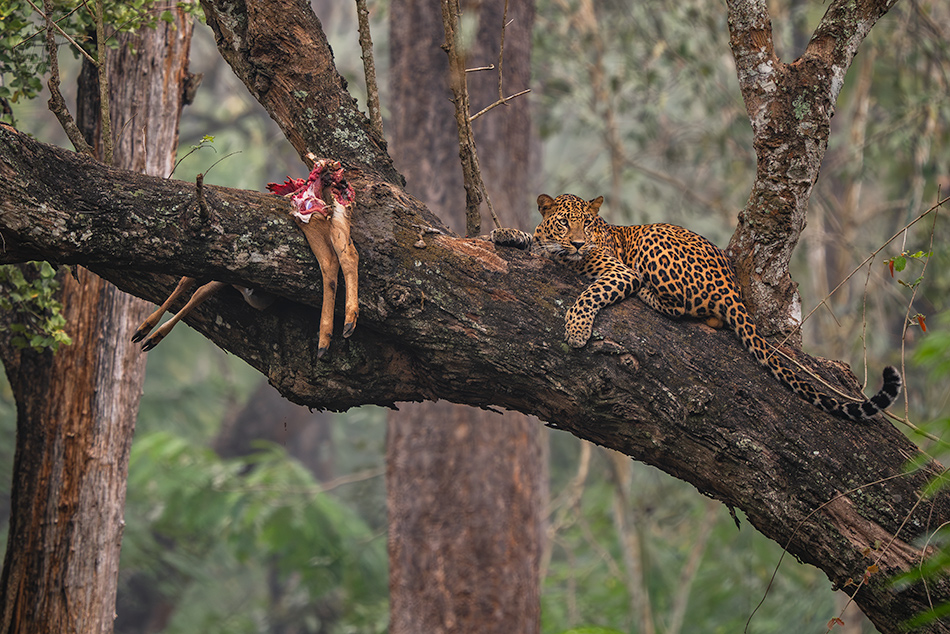 levhart indický - Panthera pardus fusca