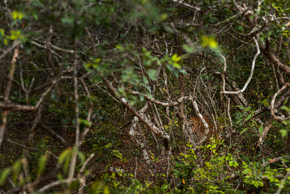 levhart - Panthera pardus