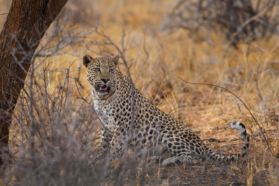 levhart - Panthera pardus