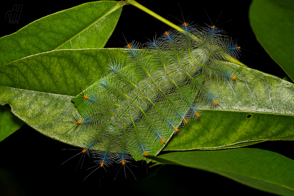 Lexias pardalis