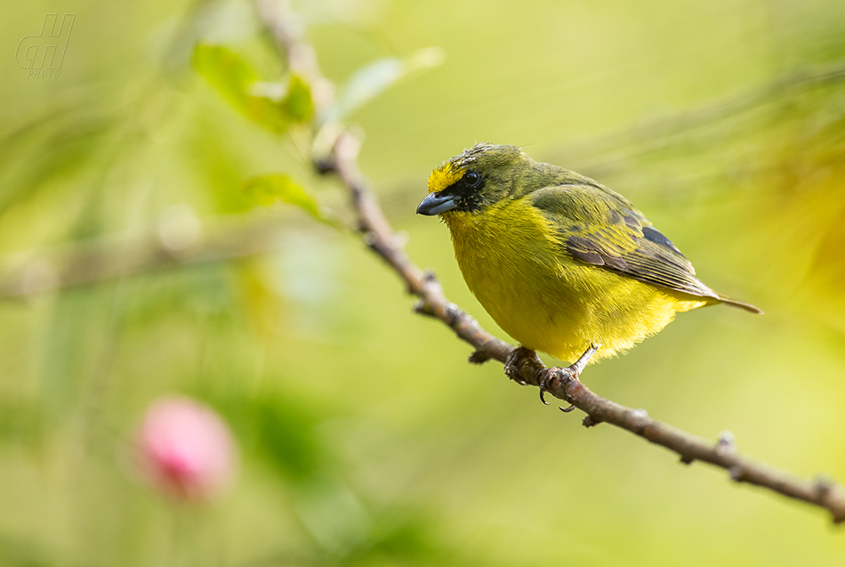 libohlásek Bonapartův - Euphonia hirundinacea