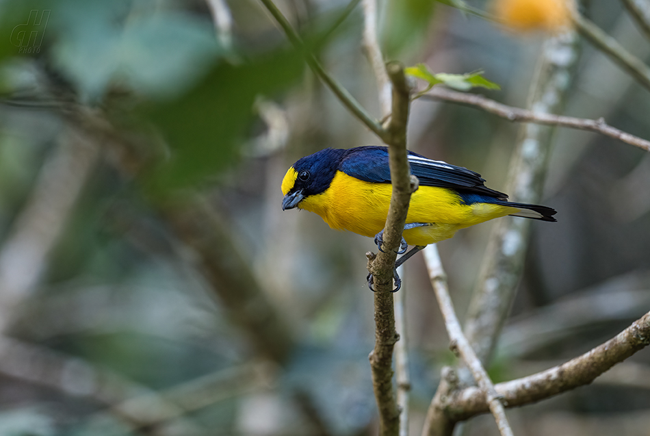 libohlásek Bonapartův - Euphonia hirundinacea