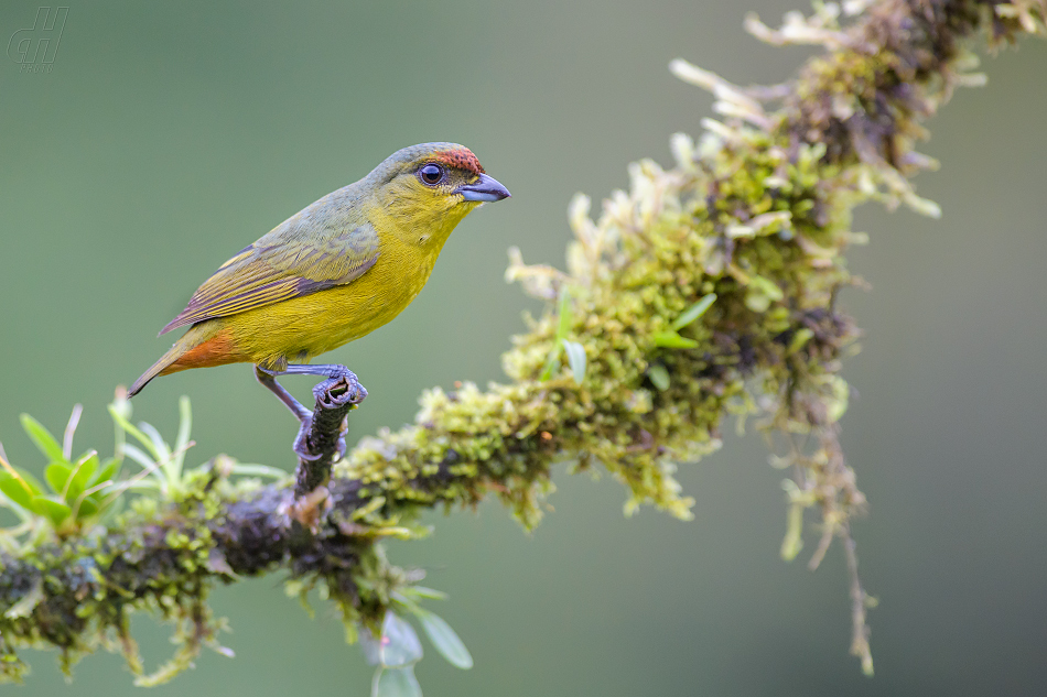 libohlásek Gouldův - Euphonia gouldi