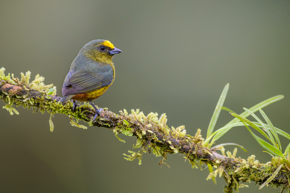 libohlásek Gouldův - Euphonia gouldi