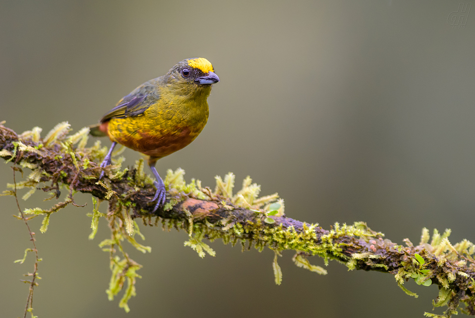 libohlásek Gouldův - Euphonia gouldi