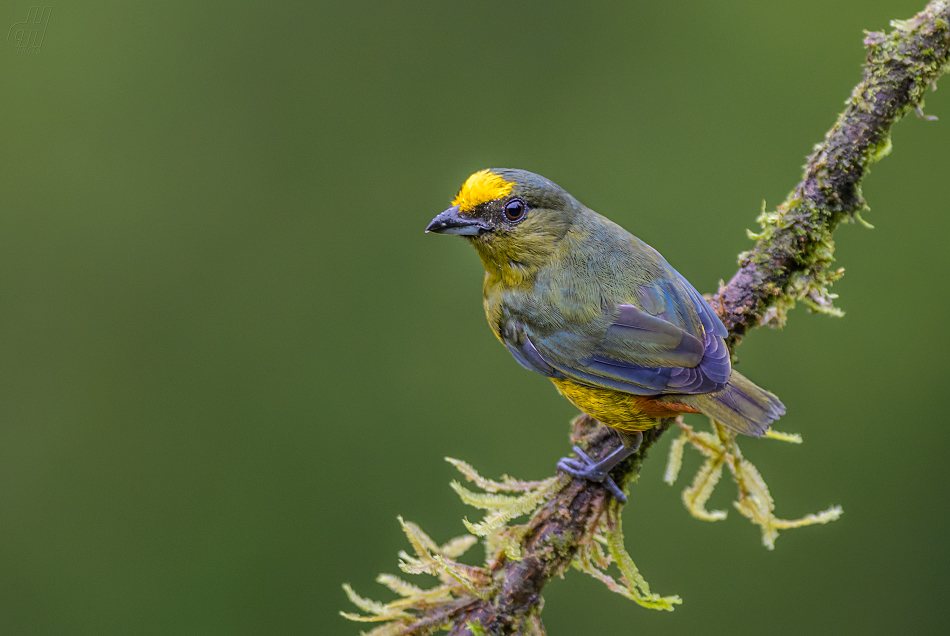 libohlásek Gouldův - Euphonia gouldi