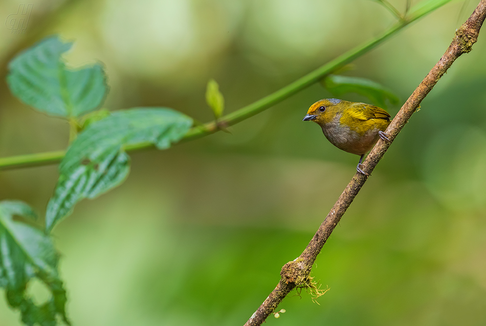 libohlásek zlatobřichý - Euphonia xanthogaster