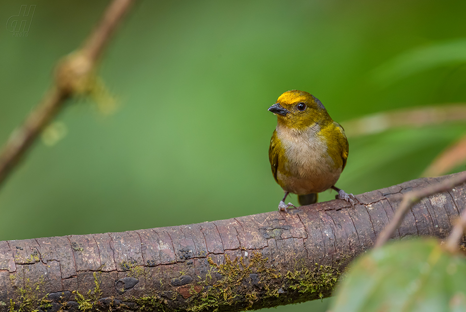 libohlásek zlatobřichý - Euphonia xanthogaster