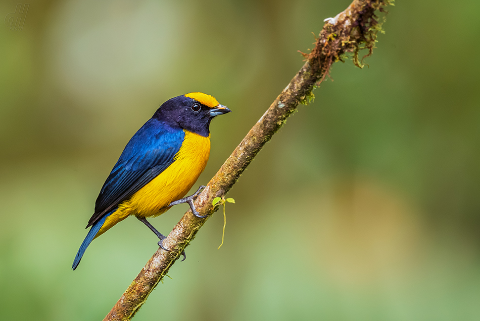 libohlásek zlatobřichý - Euphonia xanthogaster