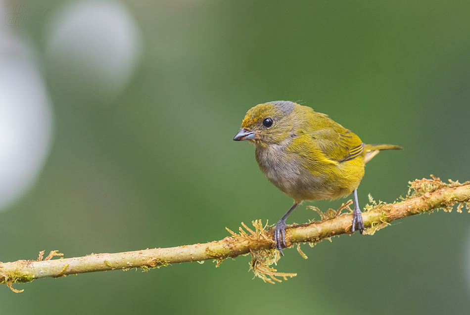 libohlásek zlatobřichý - Euphonia xanthogaster