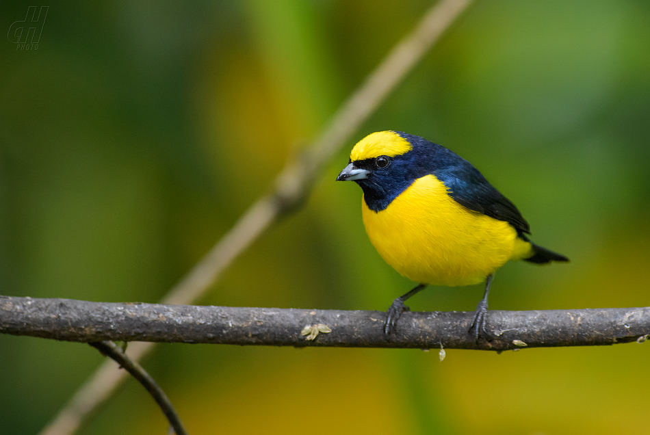 libohlásek žlutotemenný - Euphonia luteicapilla