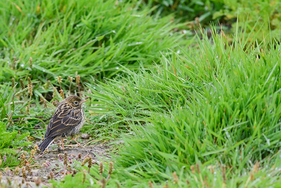 linduška luční - Anthus pratensis